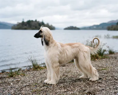 Afghan Hound in a British outdoor setting