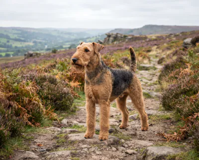 Airedale Terrier in a British outdoor setting