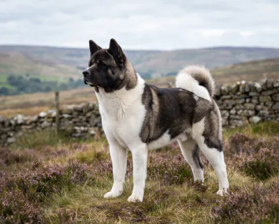 Akita in a British outdoor setting