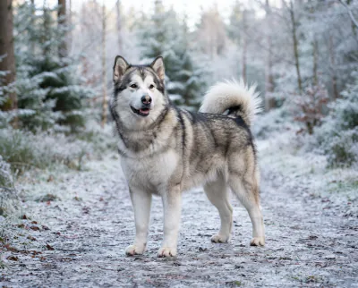 Alaskan Malamute in a British outdoor setting