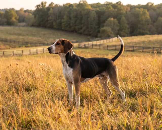 American Foxhound in a British outdoor setting