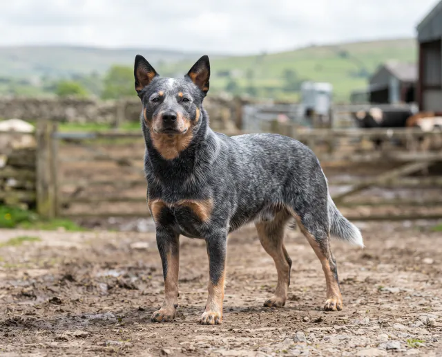 Australian Cattle Dog in a British outdoor setting