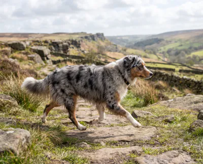 Australian Shepherd in a British outdoor setting