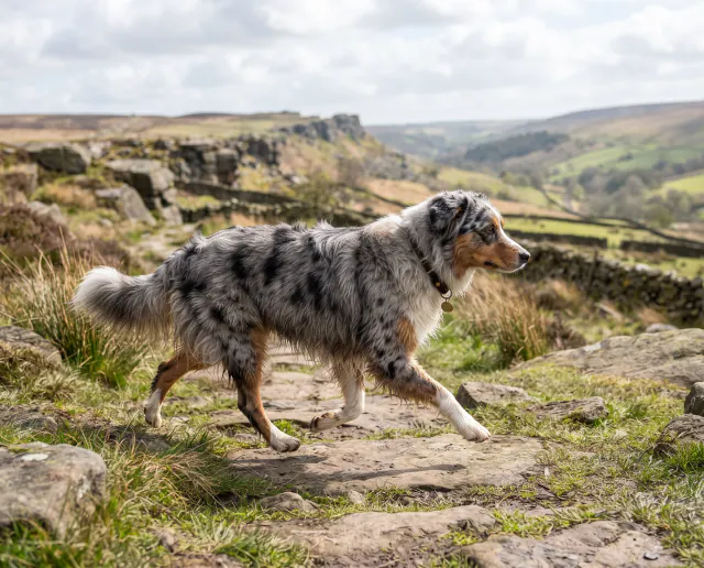 Australian Shepherd in a British outdoor setting