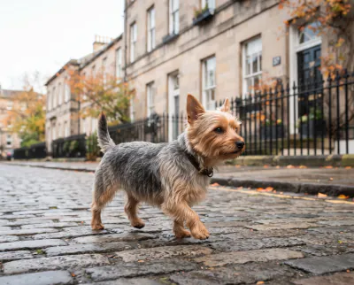 Australian Silky Terrier in a British outdoor setting