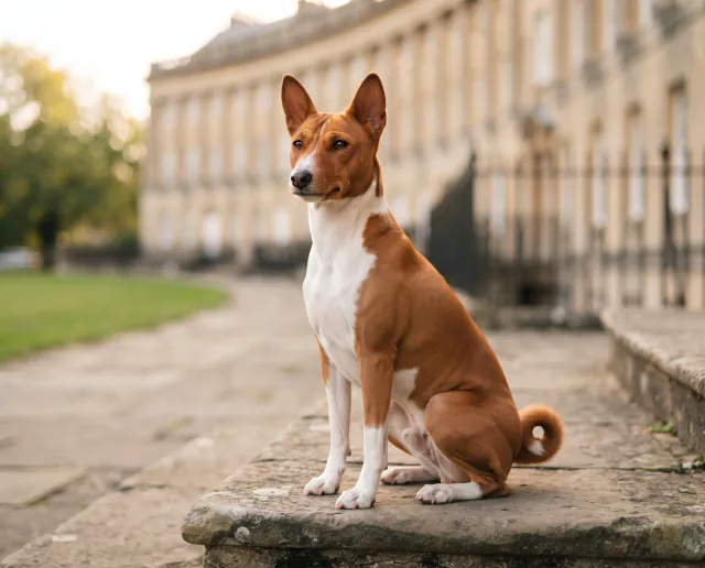 Basenji in a British outdoor setting