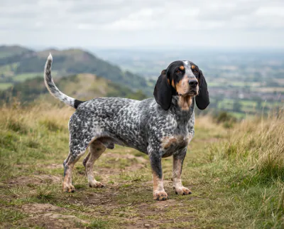 Basset Bleu de Gascogne in a British outdoor setting