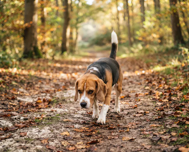 Beagle in a British outdoor setting