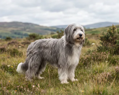 Bearded Collie in a British outdoor setting