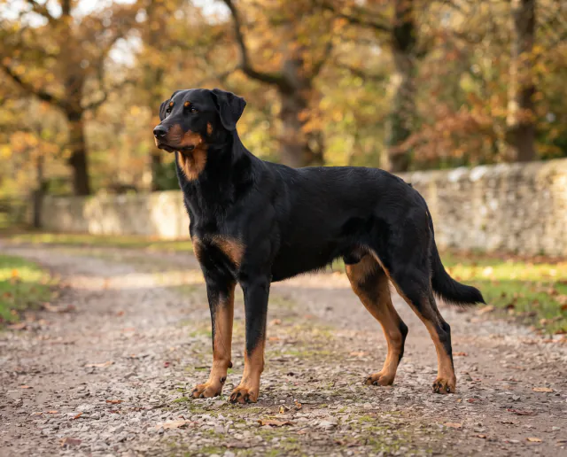 Beauceron in a British outdoor setting