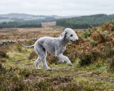 Bedlington Terrier in a British outdoor setting