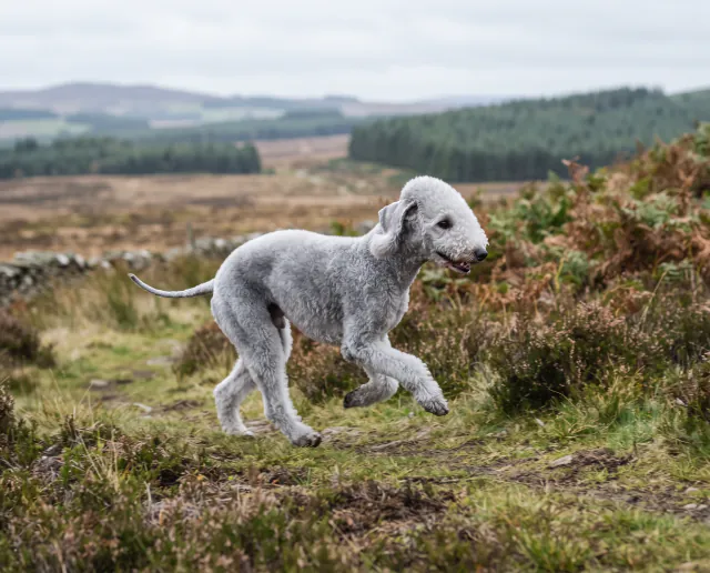 Bedlington Terrier in a British outdoor setting