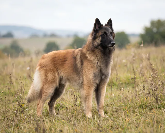 Belgian Shepherd varieties in a British outdoor setting