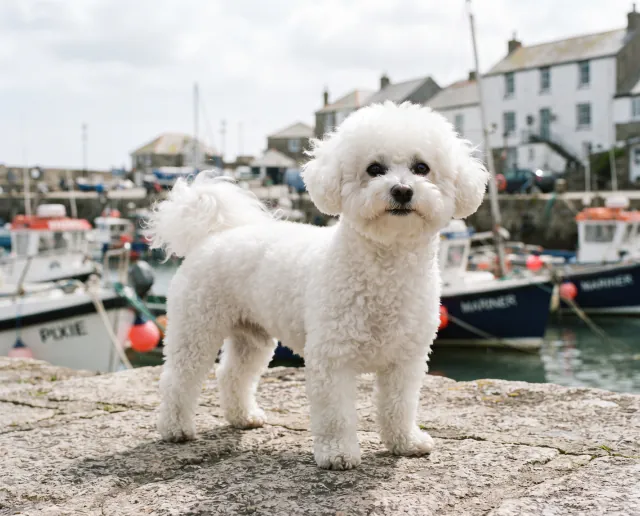 Bichon Frise in a British outdoor setting