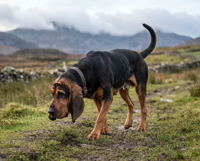 Bloodhound in a British outdoor setting