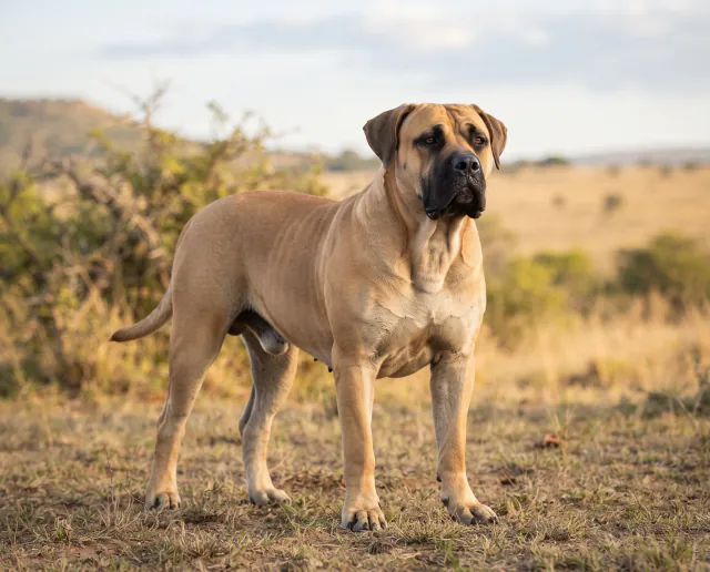 Boerboel in a British outdoor setting