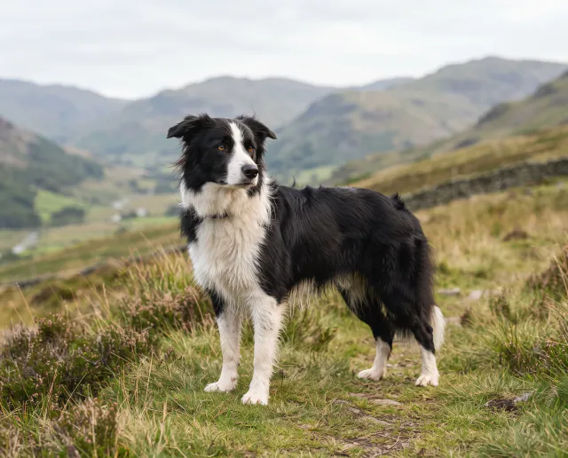 Border Collie in a British outdoor setting