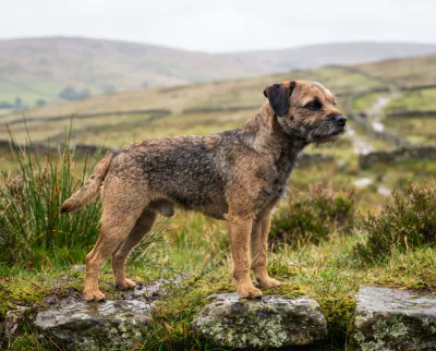 Border Terrier in a British outdoor setting
