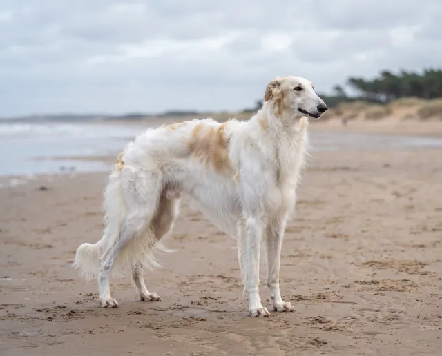 Borzoi in a British outdoor setting