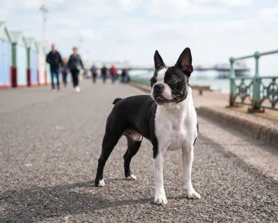 Boston Terrier in a British outdoor setting