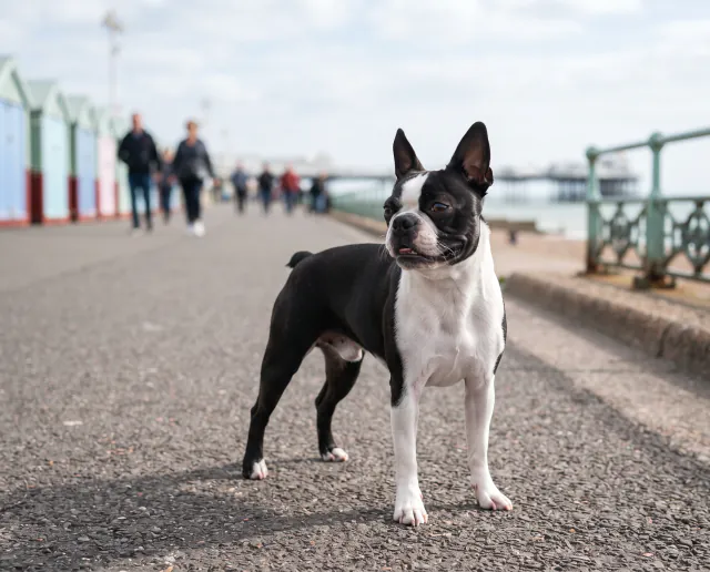 Boston Terrier in a British outdoor setting