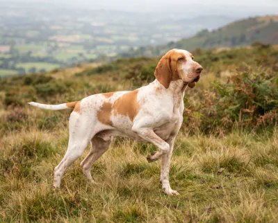 Bracco Italiano in a British outdoor setting