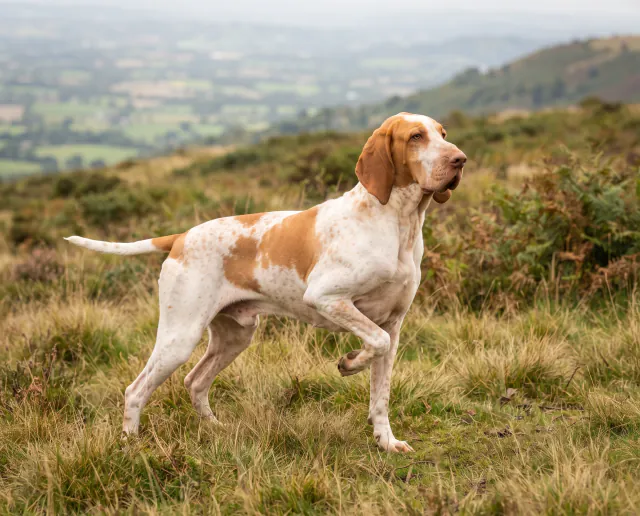 Bracco Italiano in a British outdoor setting
