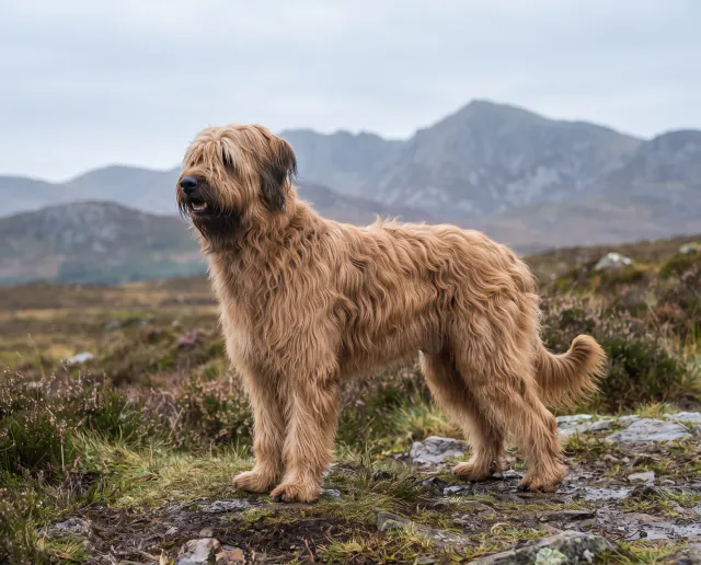 Briard in a British outdoor setting