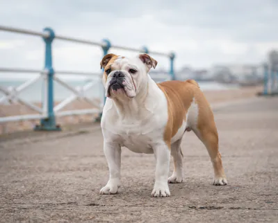 British Bulldog in a British outdoor setting