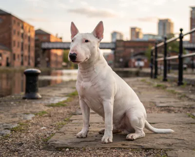 Bull Terrier in a British outdoor setting