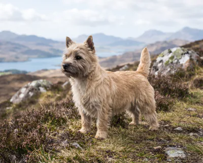Cairn Terrier in a British outdoor setting