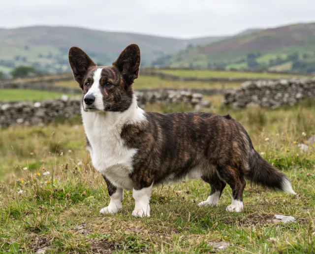 Cardigan Welsh Corgi in a British outdoor setting