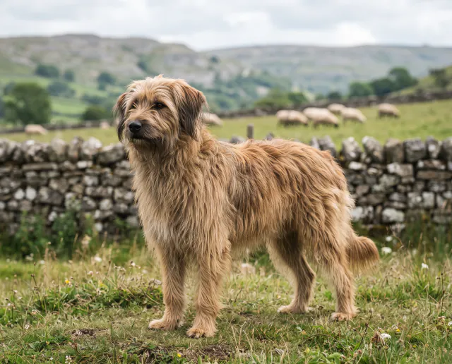 Catalan Sheepdog in a British outdoor setting