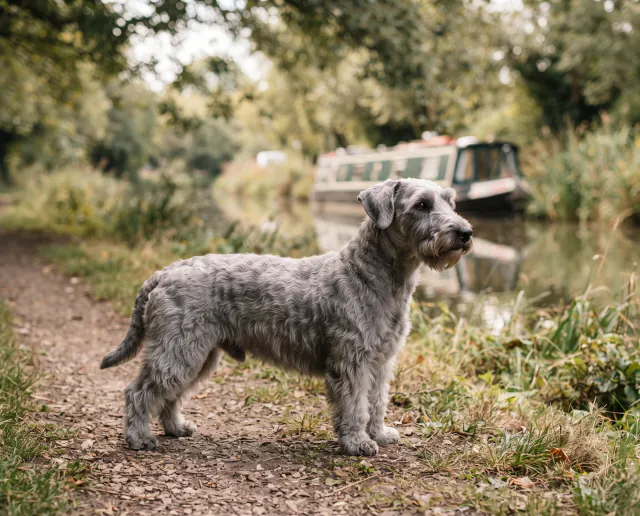 Cesky Terrier in a British outdoor setting