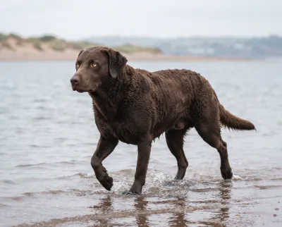 Chesapeake Bay Retriever in a British outdoor setting