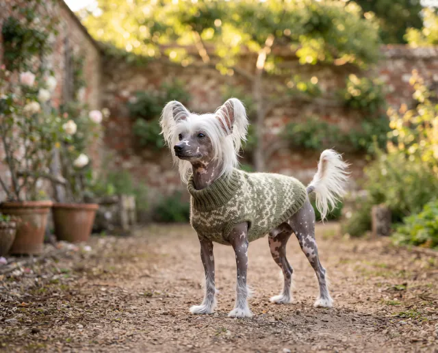 Chinese Crested in a British outdoor setting