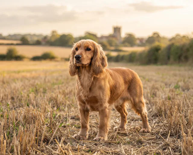 Cocker Spaniel in a British outdoor setting
