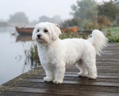 Coton de Tulear in a British outdoor setting