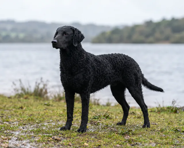 Curly Coated Retriever in a British outdoor setting