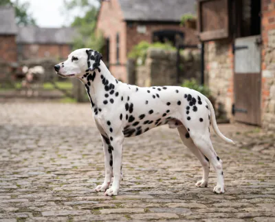 Dalmatian in a British outdoor setting