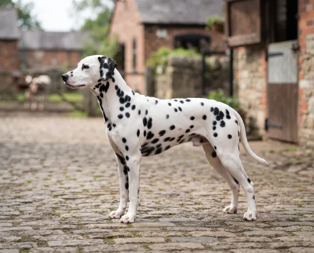 Dalmatian in a British outdoor setting