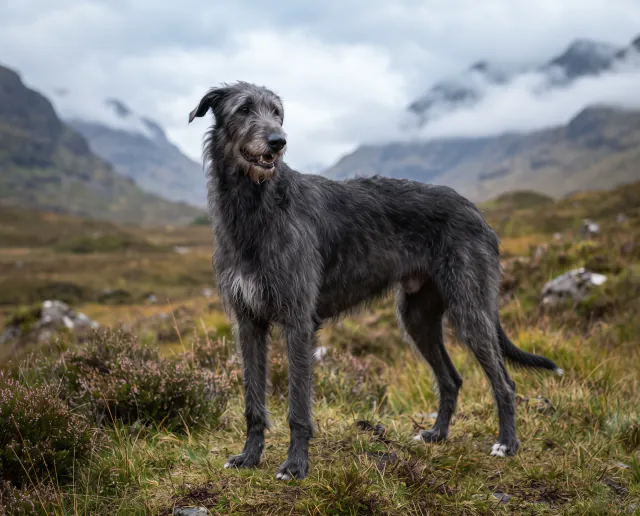 Deerhound in a British outdoor setting