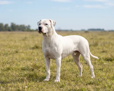 Dogo Argentino in a British outdoor setting