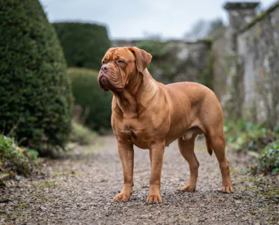 Dogue de Bordeaux in a British outdoor setting
