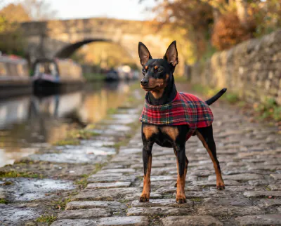 English Toy Terrier in a British outdoor setting