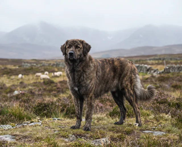 Estrela Mountain Dog in a British outdoor setting