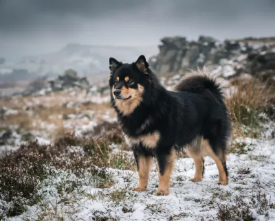 Finnish Lapphund in a British outdoor setting