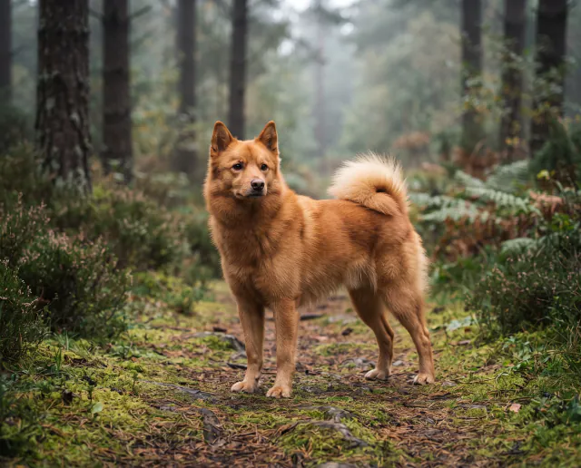 Finnish Spitz in a British outdoor setting