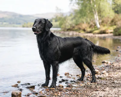 Flat-Coated Retriever in a British outdoor setting