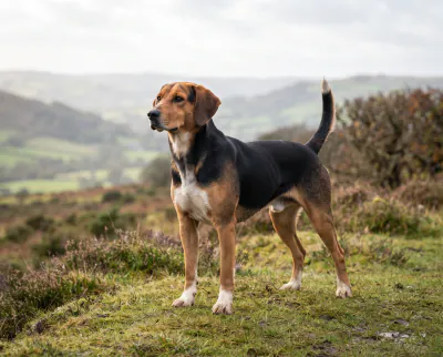 Foxhound in a British outdoor setting